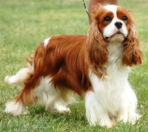 cavalier king charles spaniels reviews